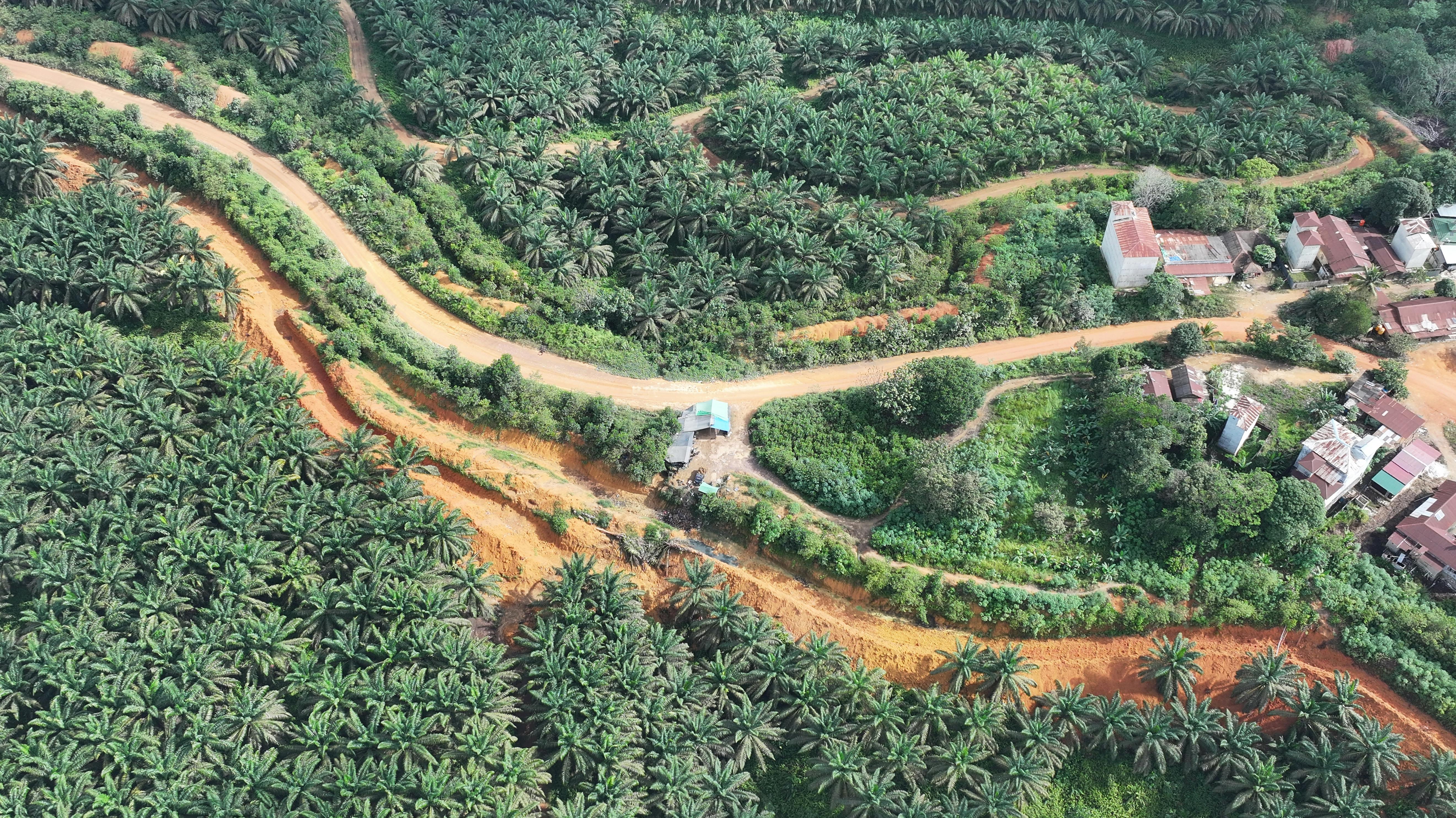 The oil palm plantation area in Central Kalimantan is one of the main producers of palm oil in Indonesia.