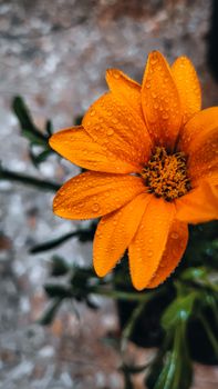 Close-up of a vibrant orange flower adorned with dew drops, showcasing natural beauty and freshness.