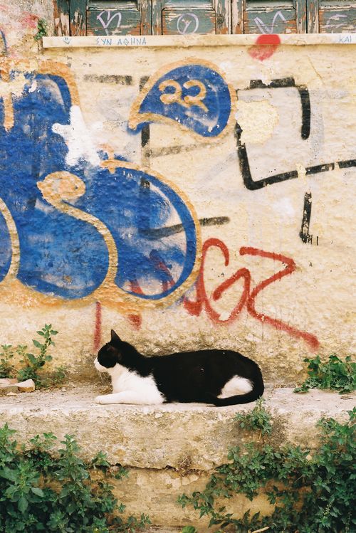 Free A black and white cat lounging by a vibrant graffiti wall with bold colors. Stock Photo