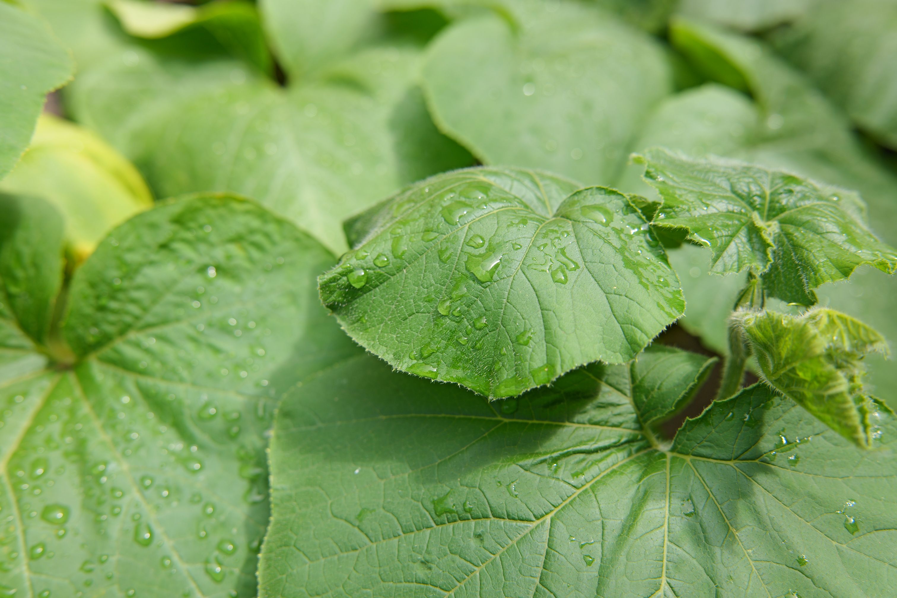 Druppels op groen blad