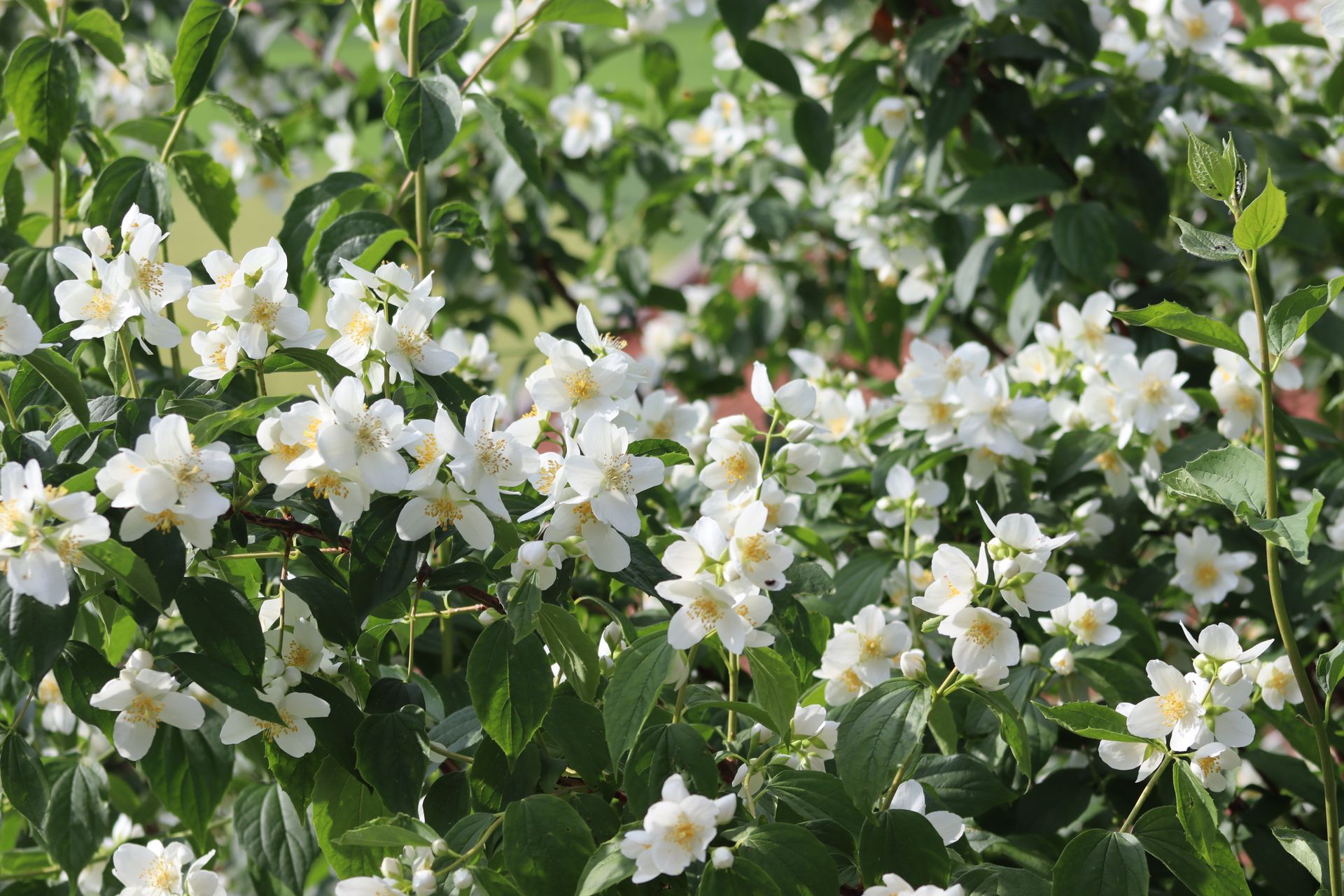 Beautiful white jasmine blossoms in a lush garden setting, capturing the essence of spring.