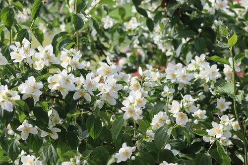 Free Beautiful white jasmine blossoms in a lush garden setting, capturing the essence of spring. Stock Photo