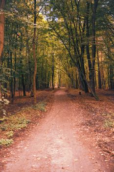 Tranquil autumn forest trail lined with vibrant trees, perfect for a peaceful nature walk.