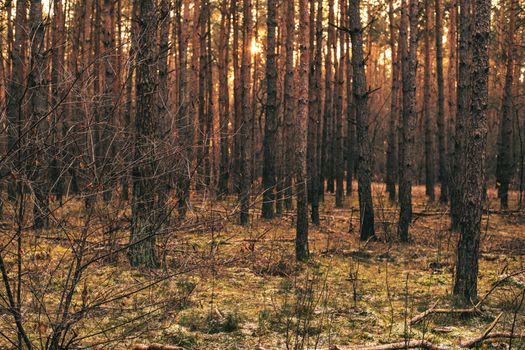 Captivating view of a tranquil pine forest illuminated by warm sunset light.