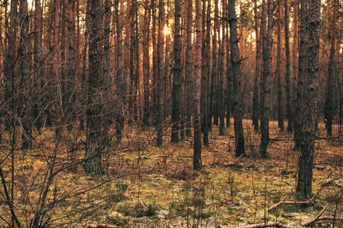 Free Captivating view of a tranquil pine forest illuminated by warm sunset light. Stock Photo