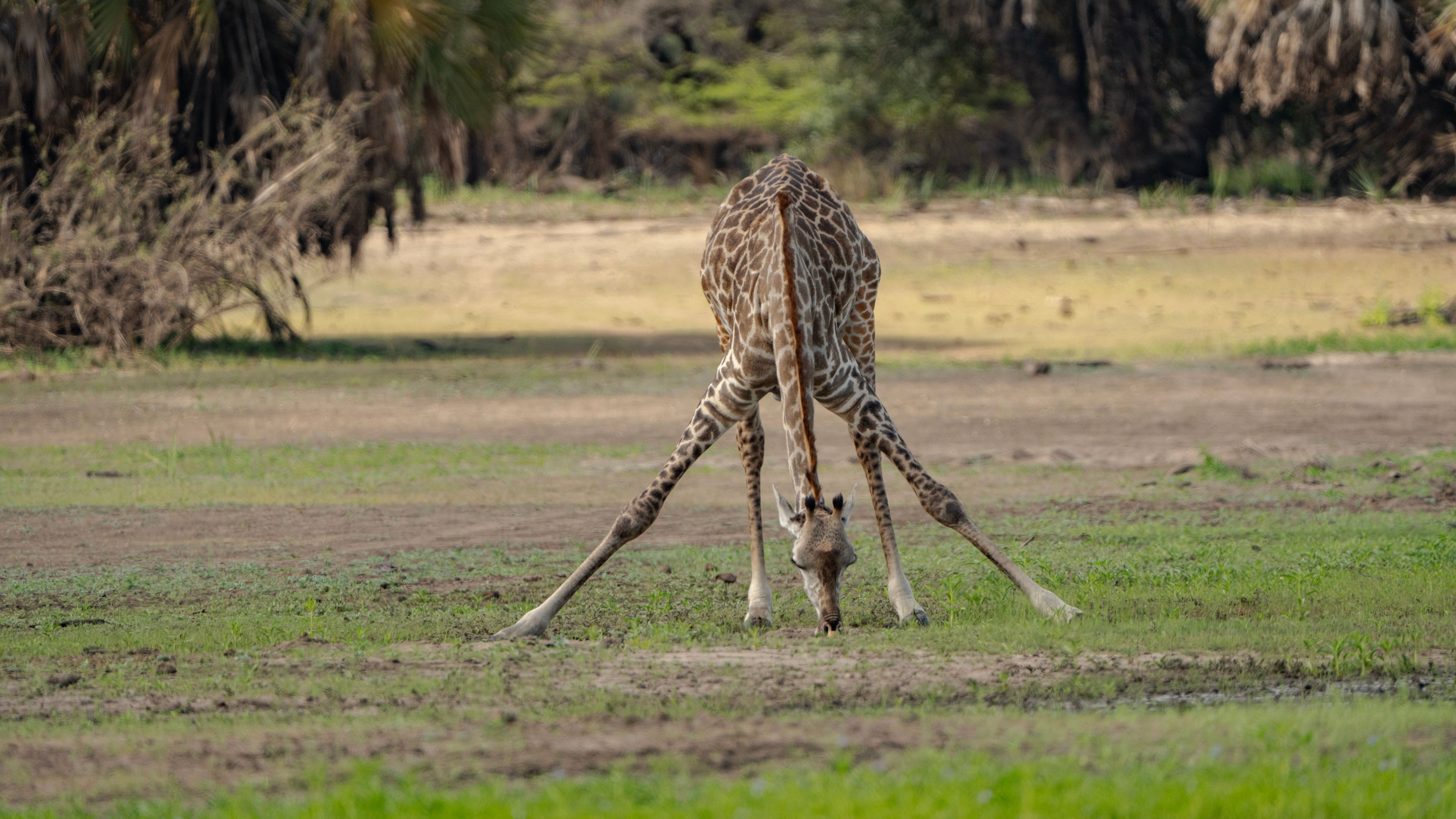 Ngorongoro