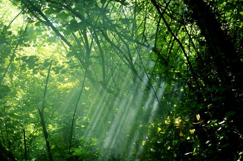 Free Captured in a dense forest, sunbeams create a serene, enchanting atmosphere. Stock Photo