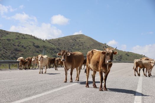 OPP Warn of Loose Cows Near Hwy. 7 After Several Close Calls