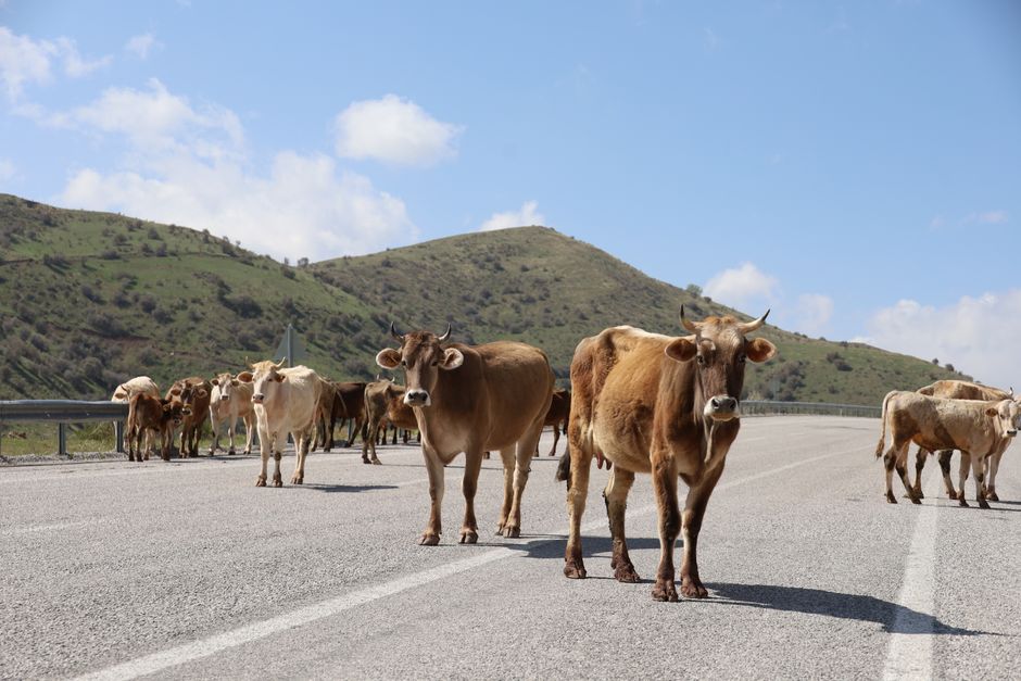 OPP Warn of Loose Cows Near Hwy. 7 After Several Close Calls