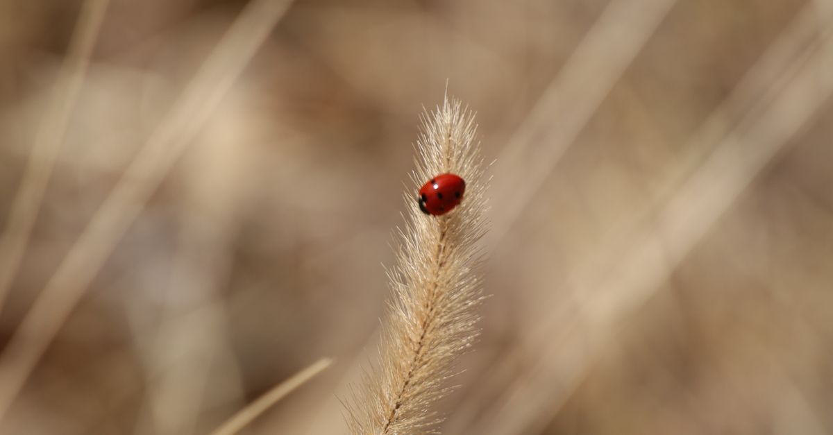 Ladybug on Dried Grass in Natural Habitat · Free Stock Photo