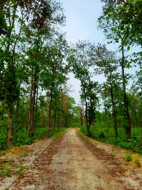 Free Serene dirt pathway through lush green forest, perfect for nature walks and exploration. Stock Photo