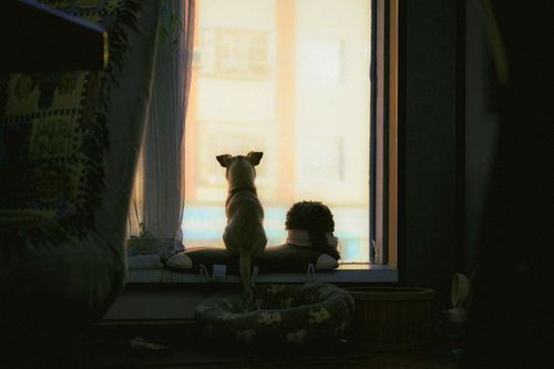 Free A dog and child sit on a window ledge, gazing outside as dusk falls, creating a serene and intimate moment. Stock Photo