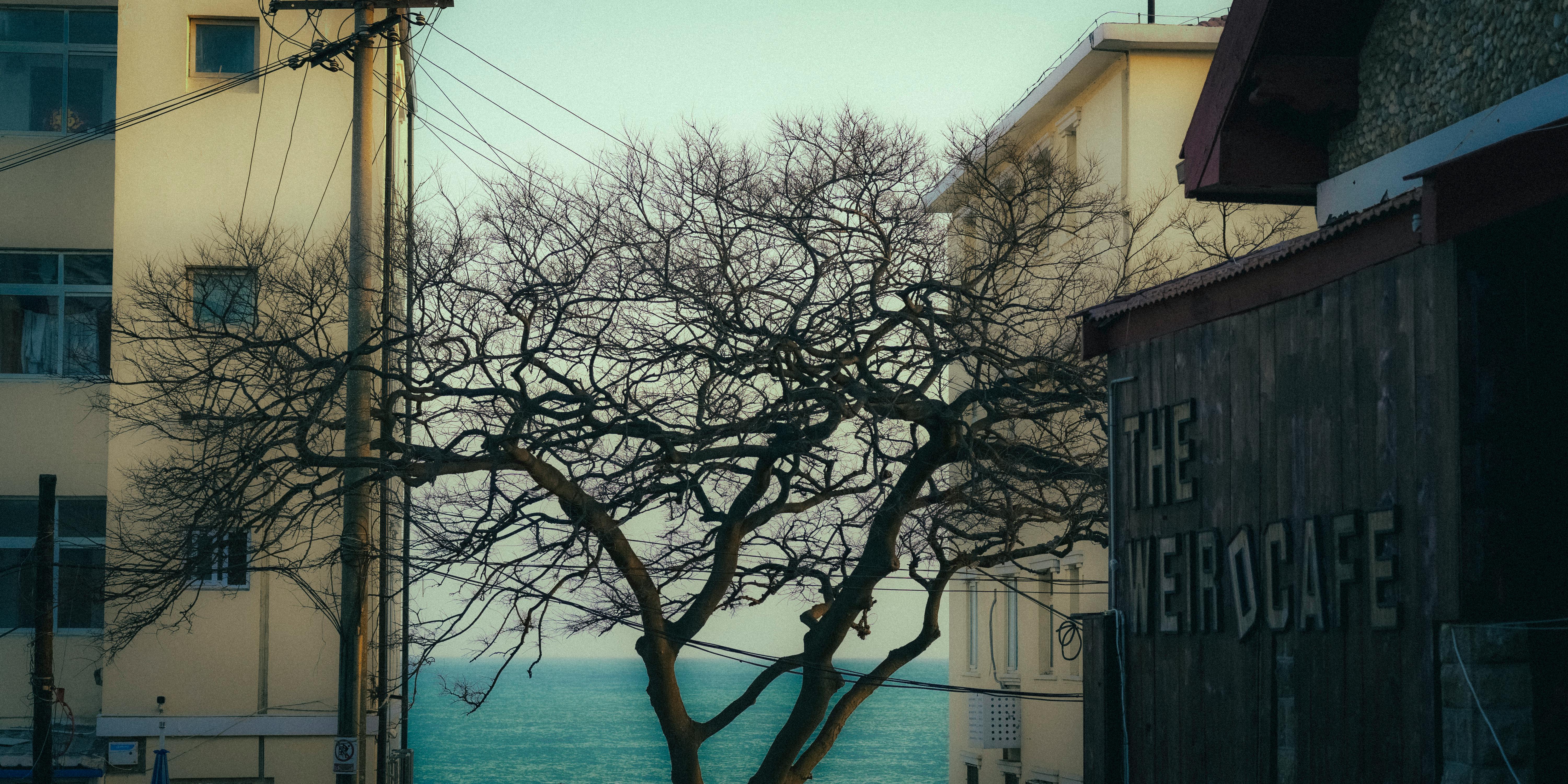 Stunning shot of a bare tree framed by buildings with an ocean backdrop, capturing a serene urban scene.