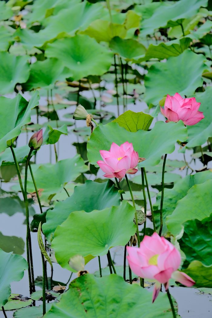 Lotus flowers — Makhana habitat