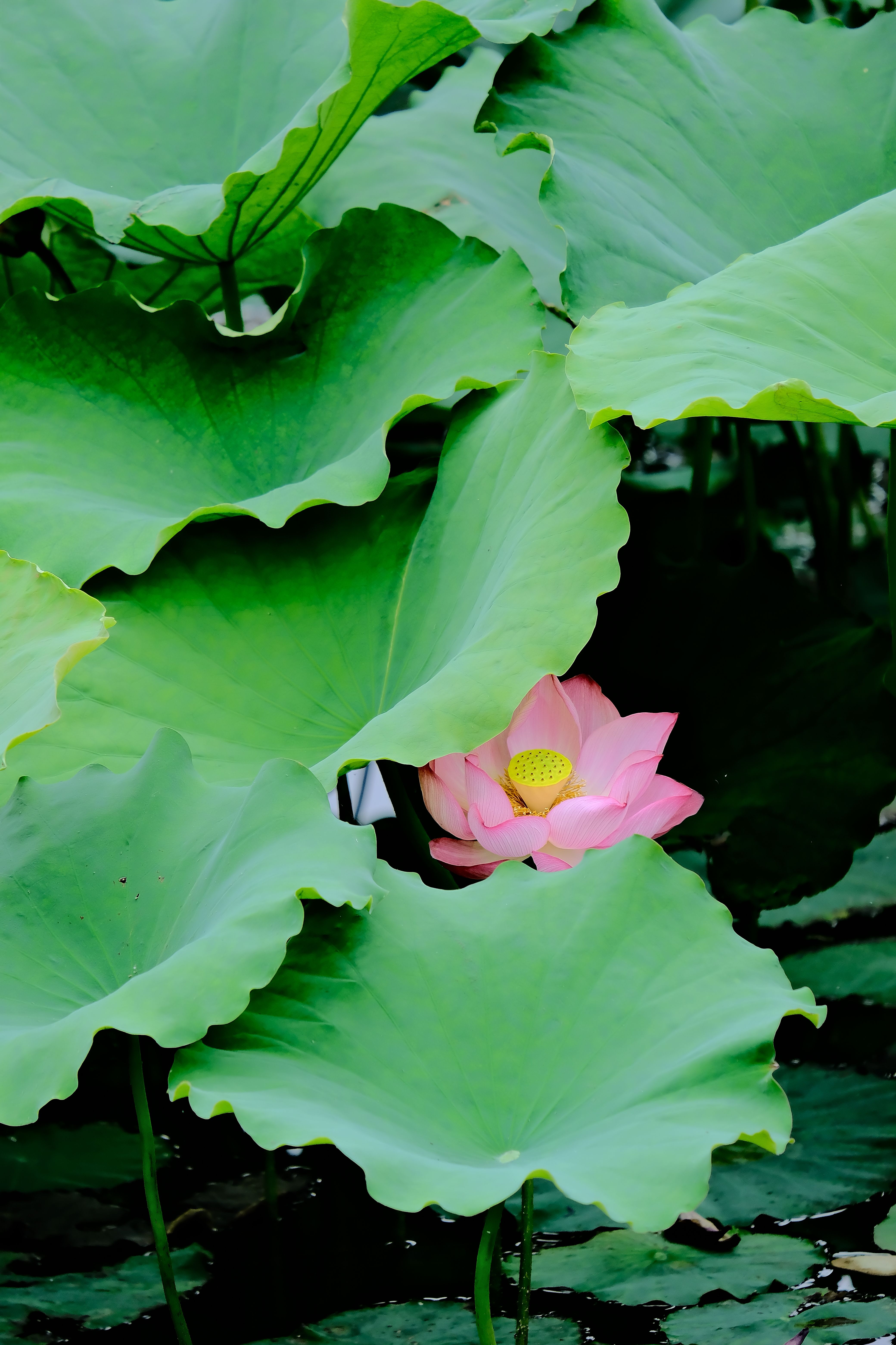 Calming Photos, Download The BEST Free Calming Stock Photos & HD Images
