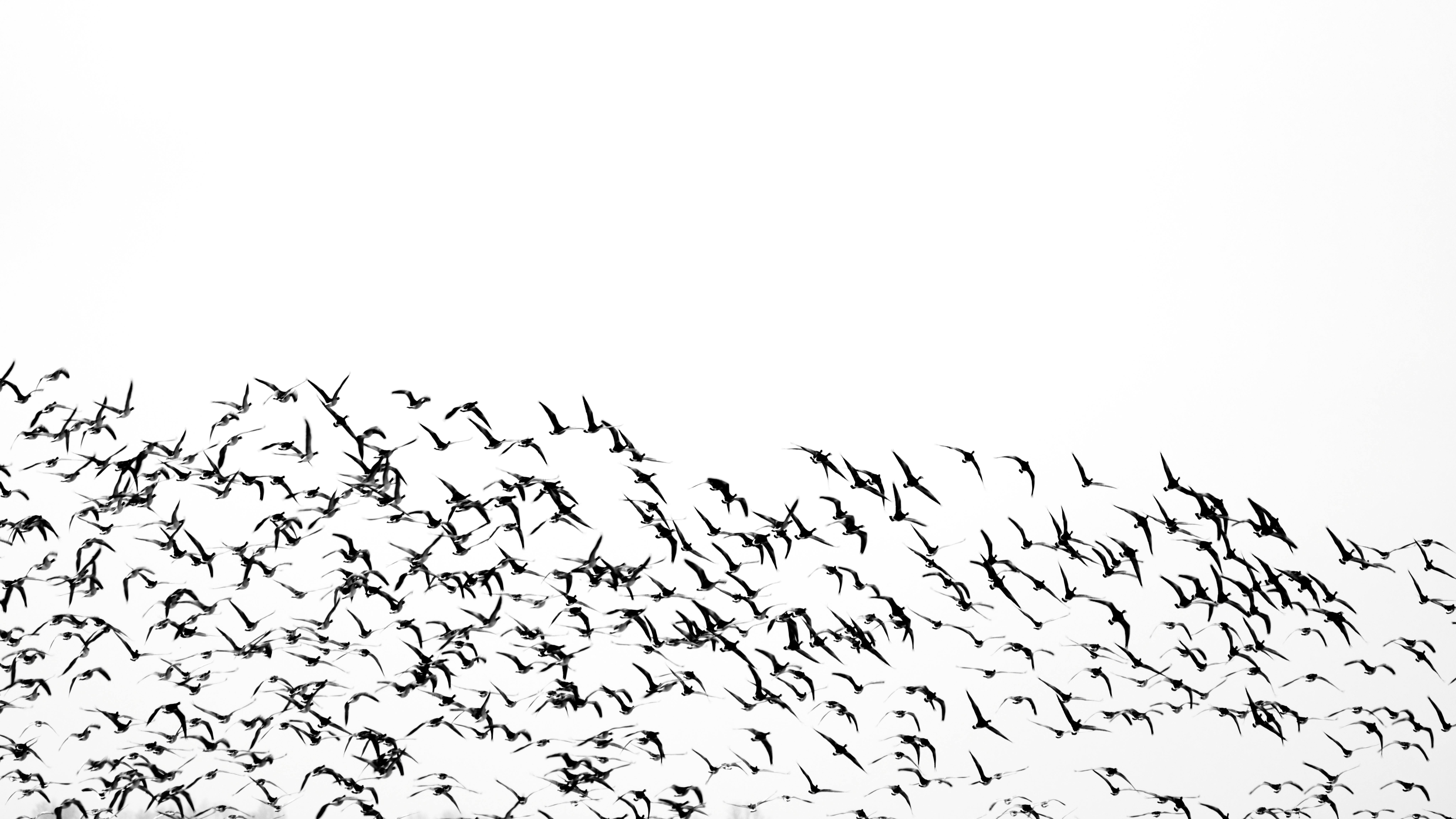 Gratis Immagine in bianco e nero di uccelli che volano in cielo, simbolo di natura e libertà. Foto a disposizione