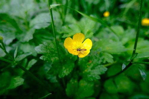 Free A bee perched on a vibrant yellow flower amidst lush green leaves, captured outdoors. Stock Photo