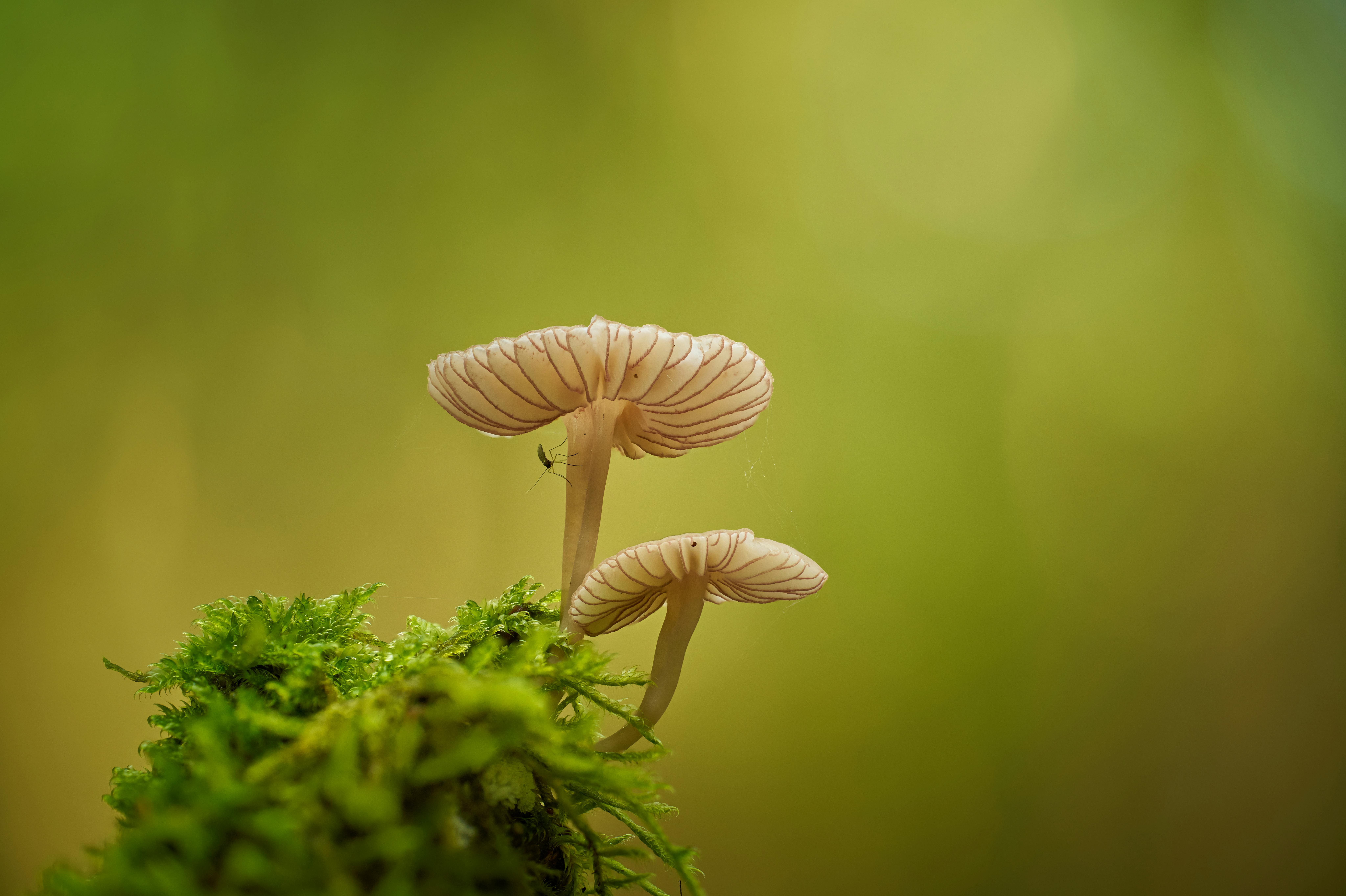 Gratis lagerfoto af agariske svampe, bevarelse, biodiversitet Lagerfoto