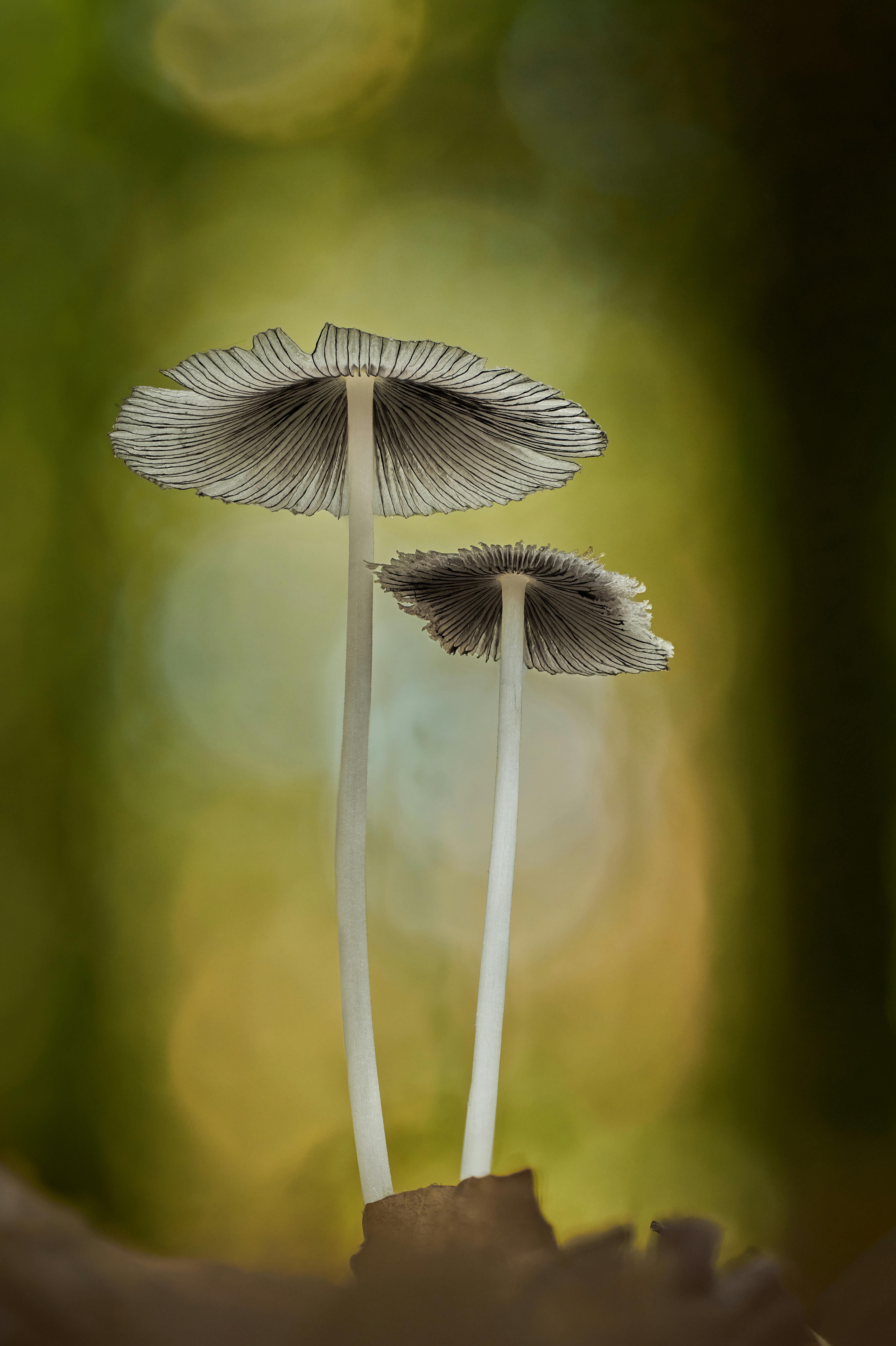 Elegant mushrooms captured with a soft bokeh background in a forest setting.