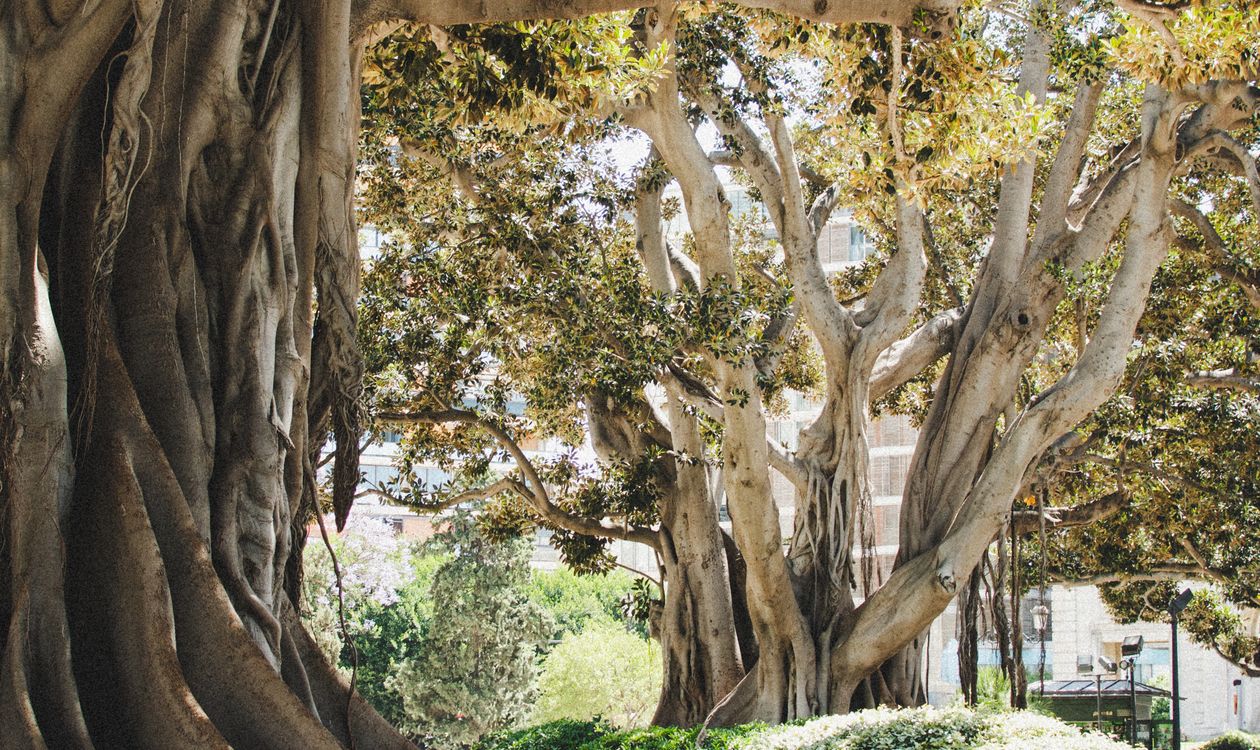 Ibiza's Singular Trees: Propped Figs, Ancient Olives and the Island's Living Monuments (2026)
