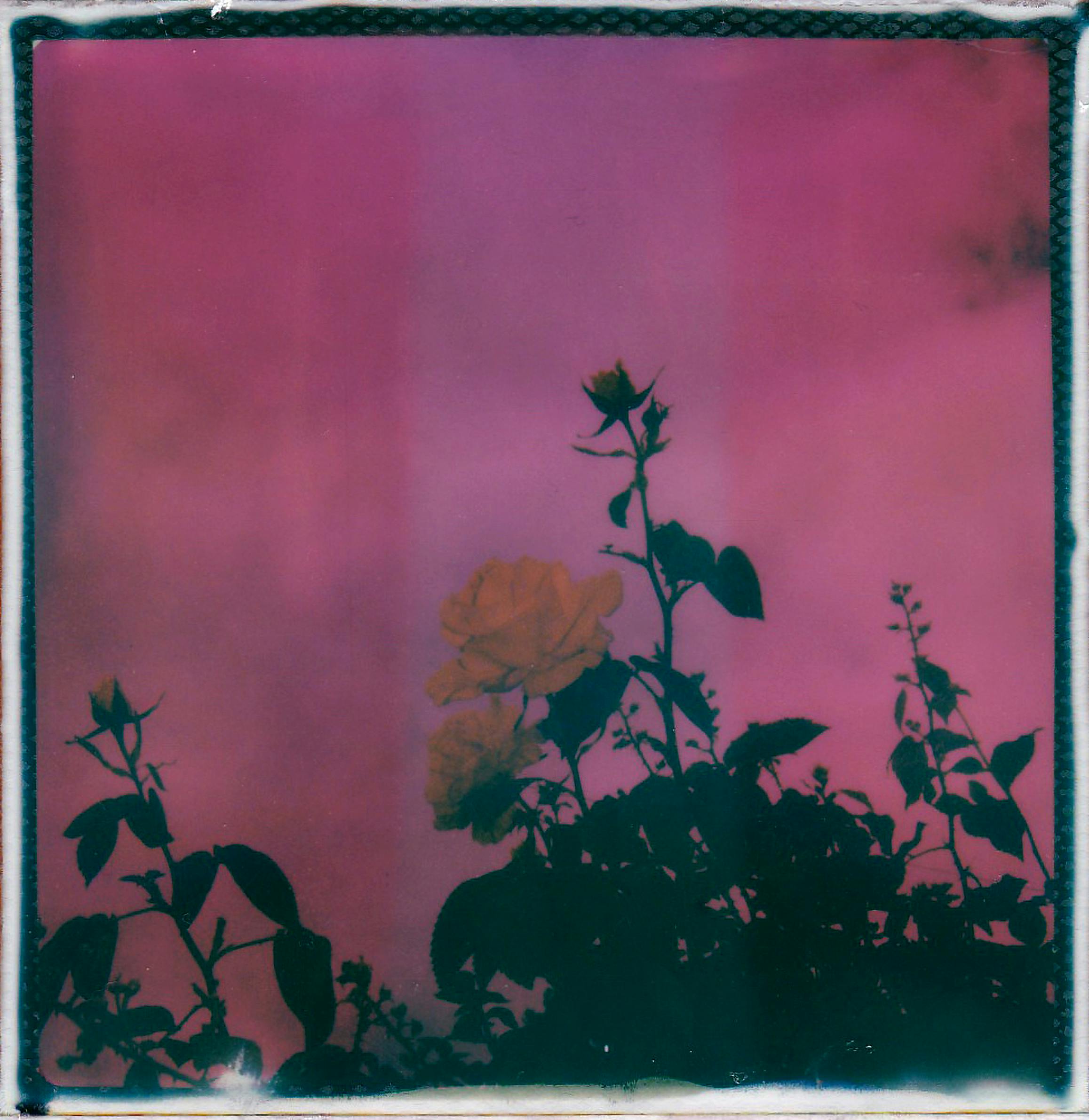 A stylized vintage shot of yellow roses silhouetted against a dreamy pink sky, capturing nostalgic beauty.