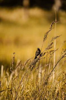 Serene image of a sparrow resting on tall grass with a golden field background.