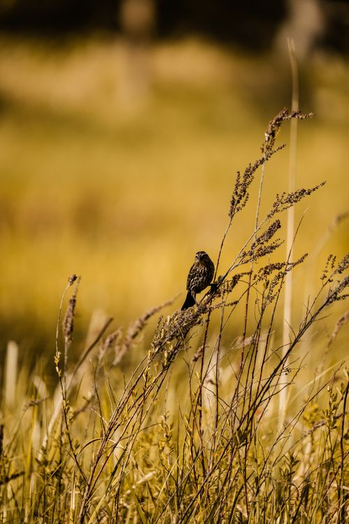 Free Serene image of a sparrow resting on tall grass with a golden field background. Stock Photo