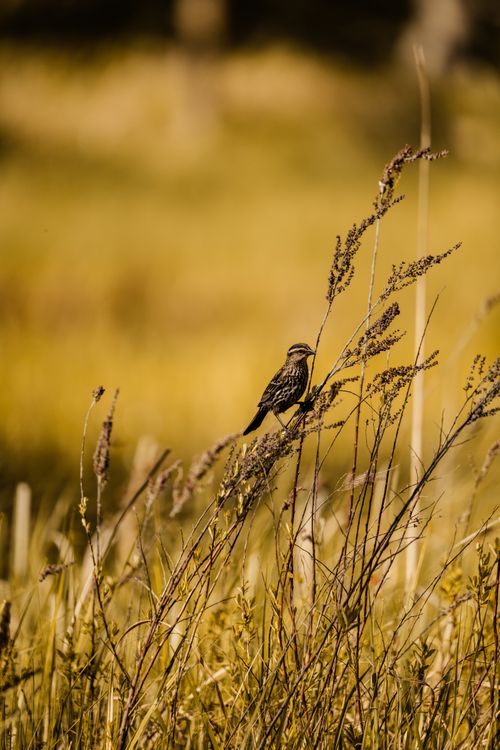 Free A small bird rests on tall grass in a sunlit meadow, showcasing serene nature. Stock Photo