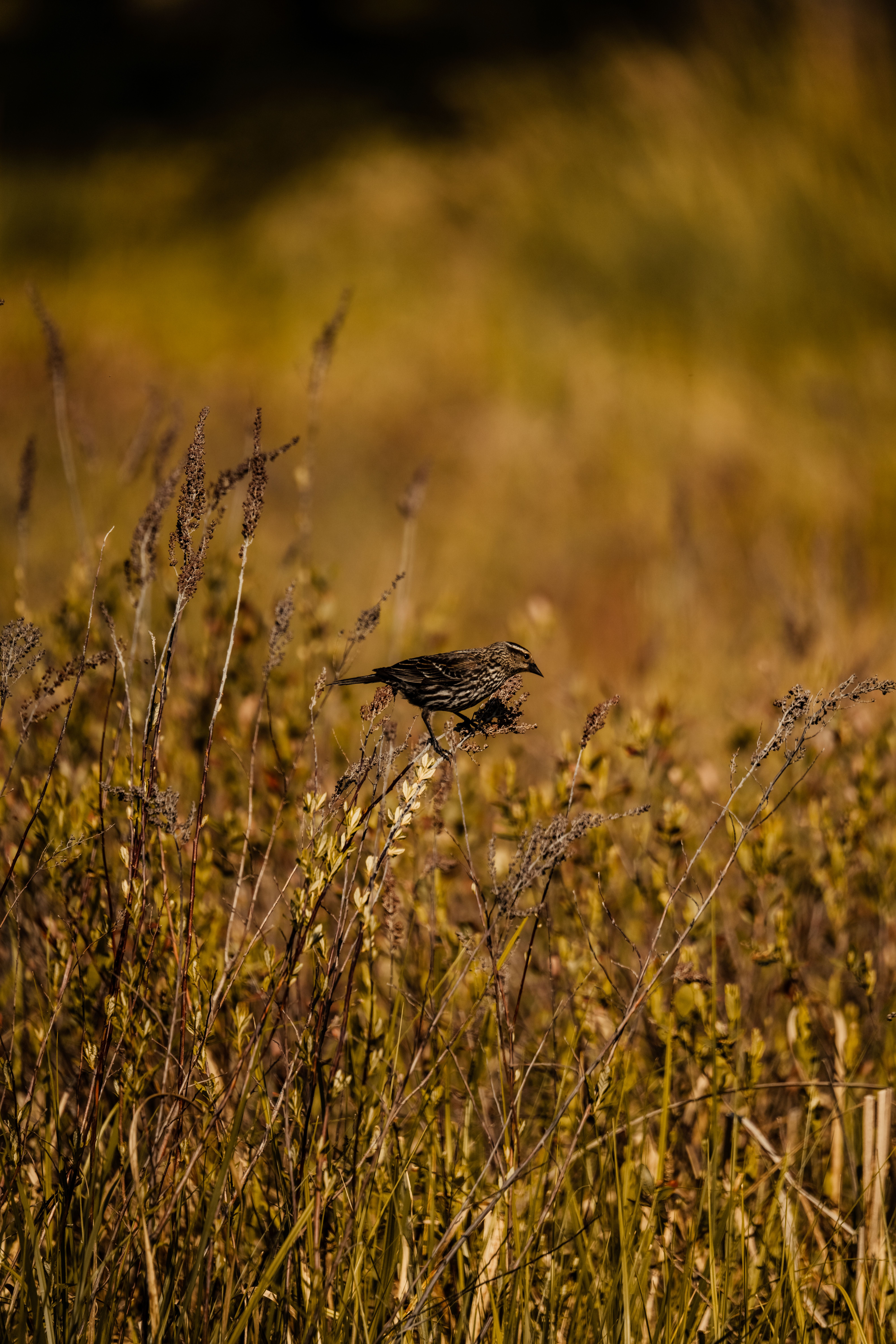 A lone sparrow sits on tall grass in an autumn field, capturing seasonal beauty.