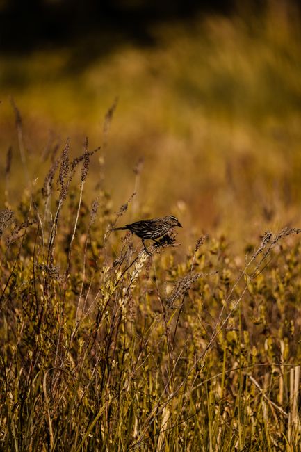 A lone sparrow sits on tall grass in an autumn field, capturing seasonal beauty.