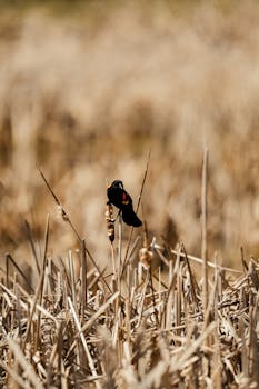 A red-winged blackbird perched on cattails in a natural wetland setting.