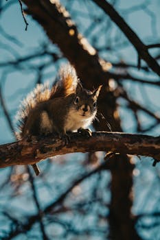 A squirrel perched on a branch against a vibrant blue sky captures a dynamic natural scene.