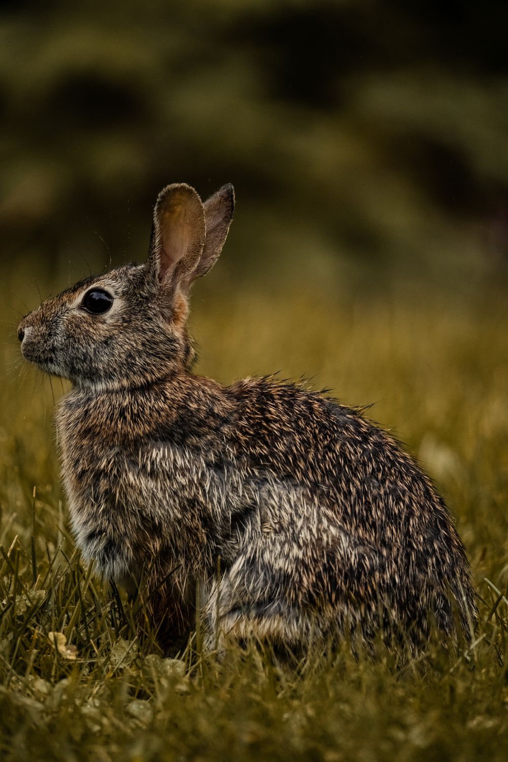 Natural Rabbit Portrait of a Wild Rabbit in Natural Habitat · Free Stock Photo