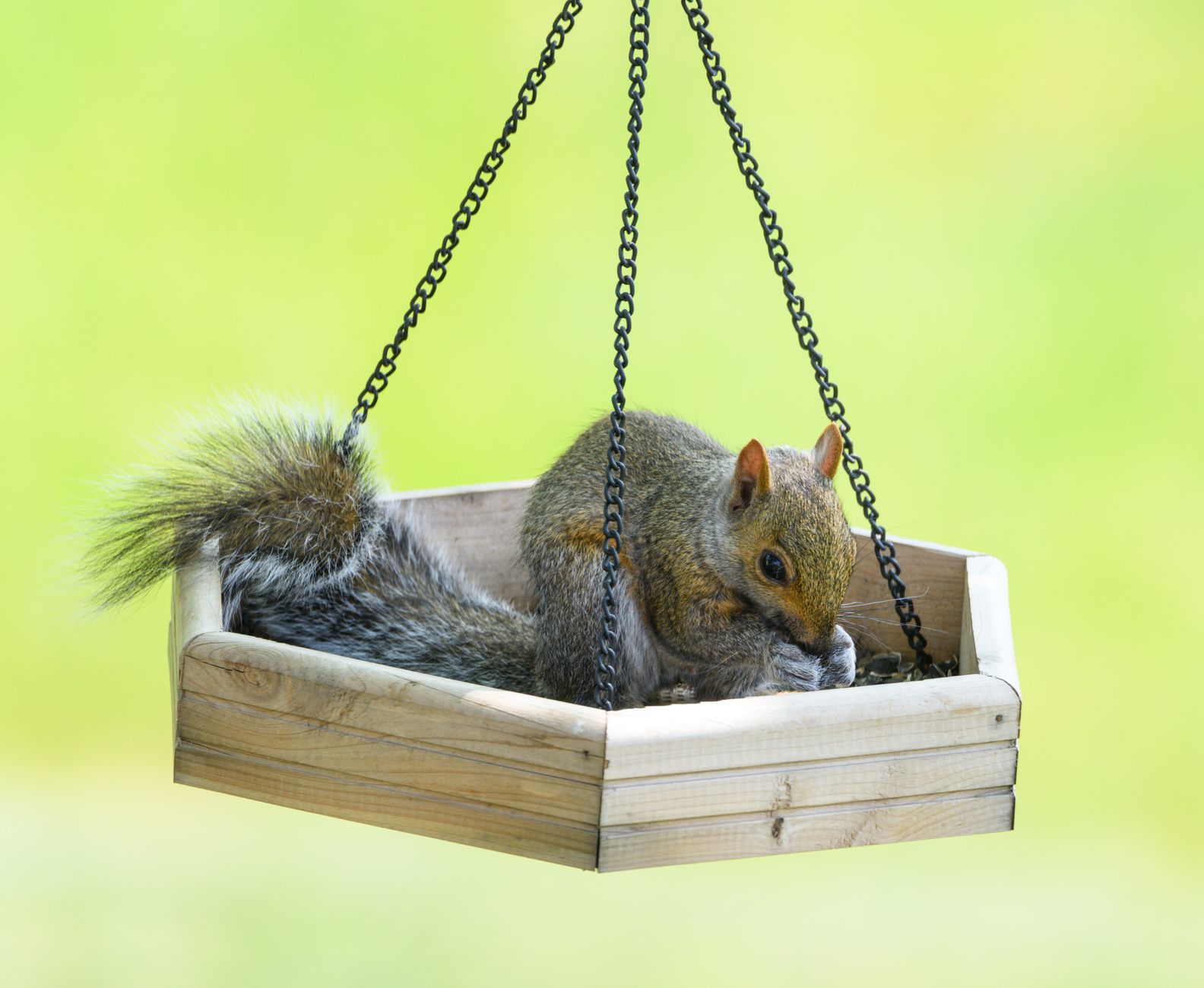 The Grey Squirrel