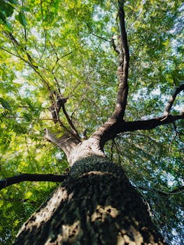 Captivating upward view highlighting the grandeur of a verdant tree under bright daylight.