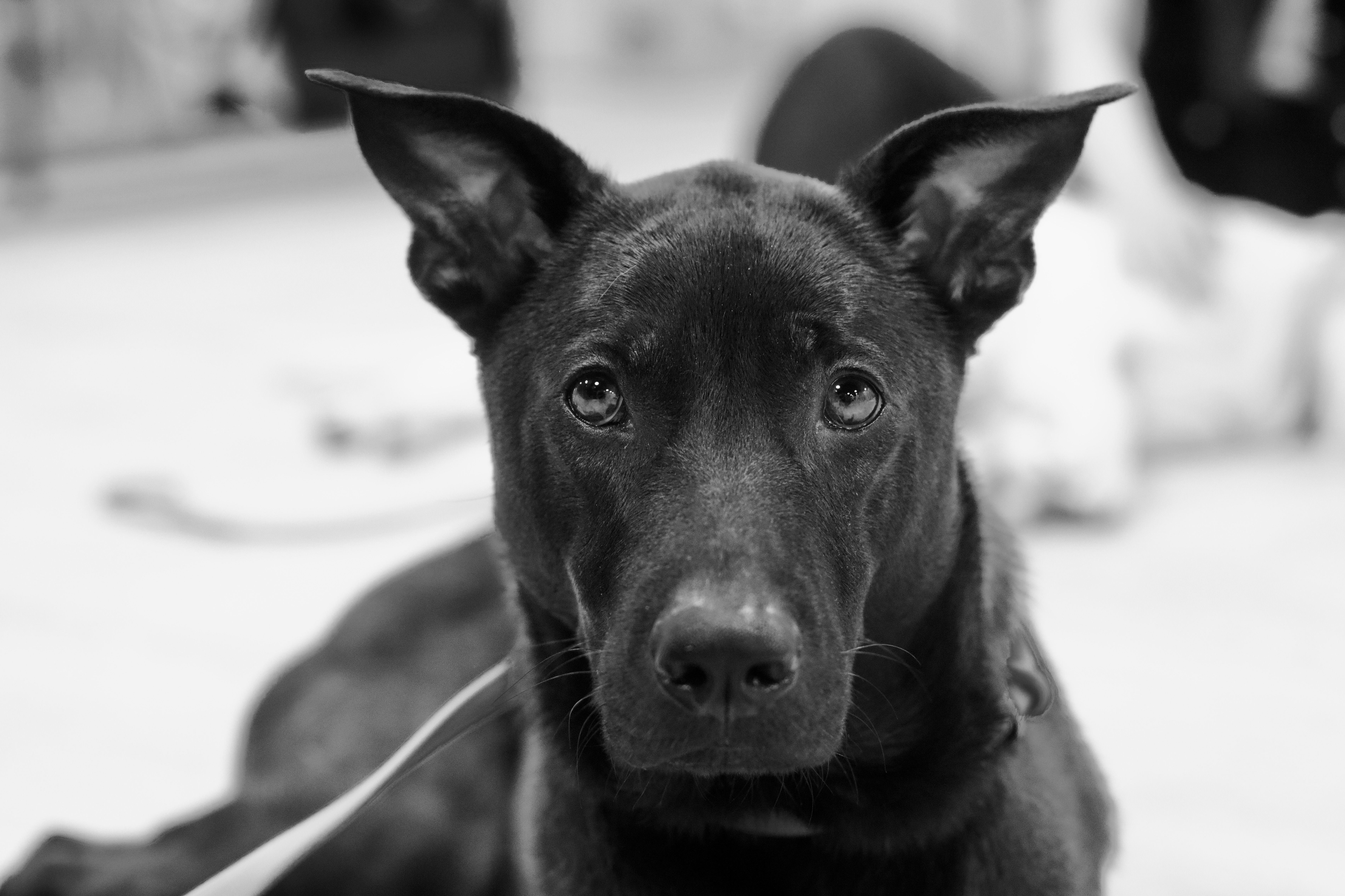 Black Mongrel Dog in Black and White Portrait · Free Stock Photo