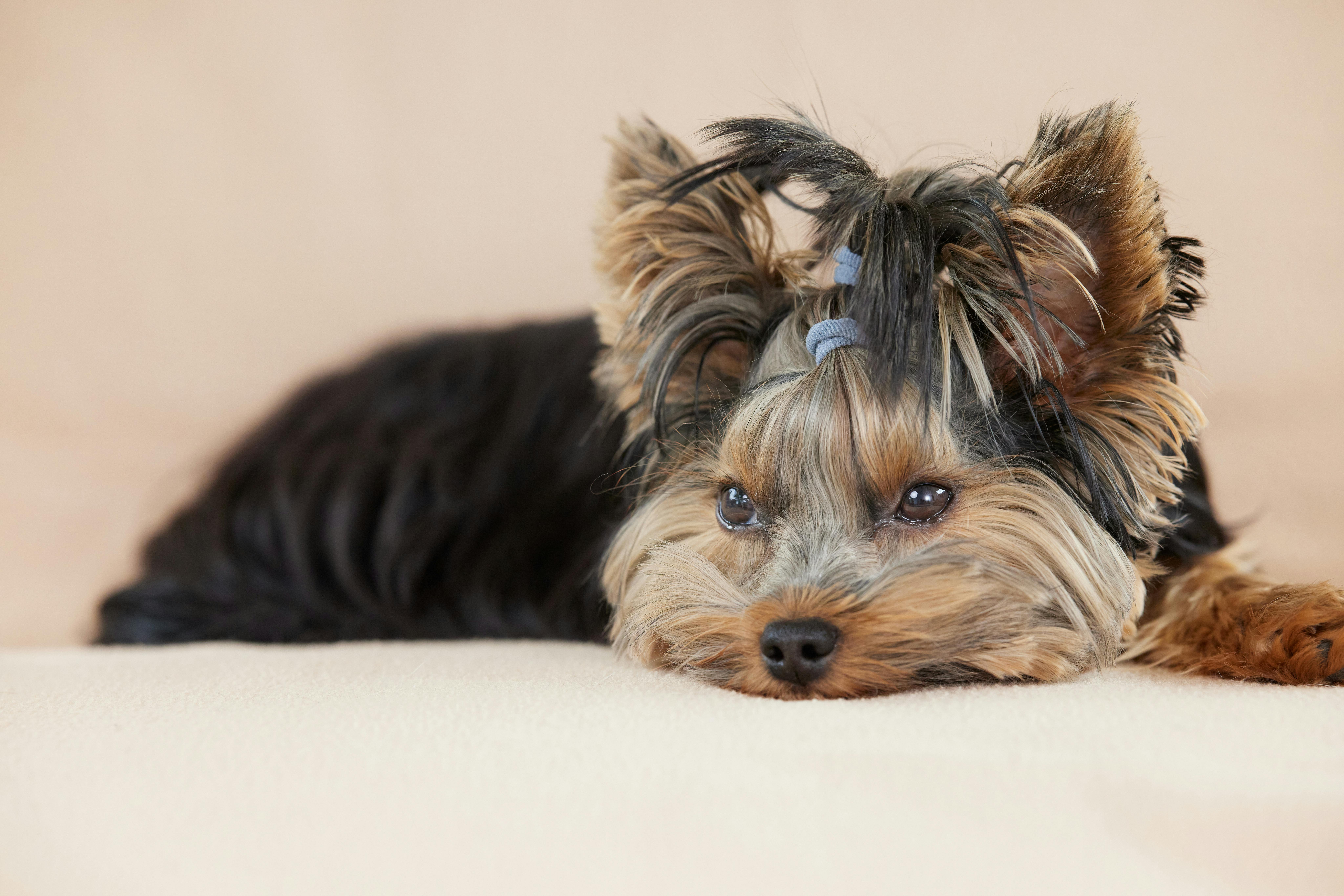 Cute Yorkshire Terrier puppy.