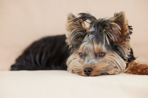 Free Cute Yorkshire Terrier puppy with soulful eyes resting indoors on a cozy surface. Stock Photo