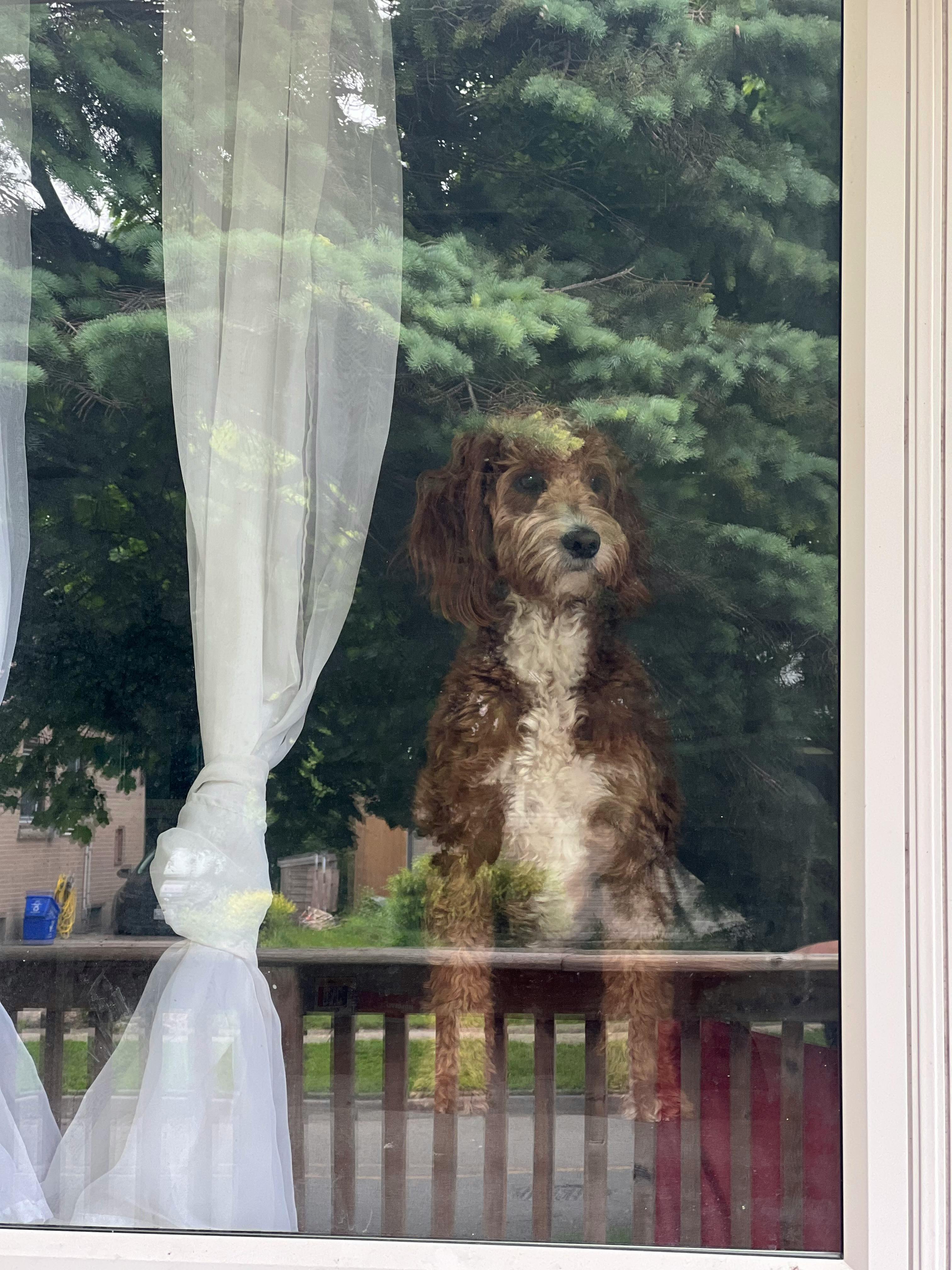 Why Do Dogs Have Wet Noses? Discover The Surprising Benefits! 6 7 Fascinating Facts About Dogs’ Noses That Will Change How You View Your Pet