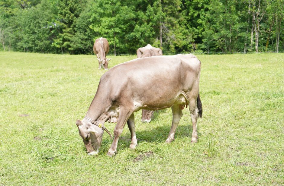 How Often Should You Land and Acreage for Your Cattle? Optimizing Pasture Rotation for Health and Productivity How Often Should You Land and Acreage for Your Cattle? Optimizing Pasture Rotation for Health and Productivity