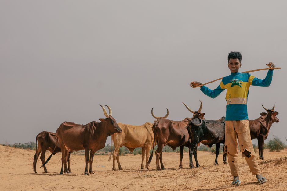 A young herder standing confidently with his cattle in Dankama, northern Nigeria.
