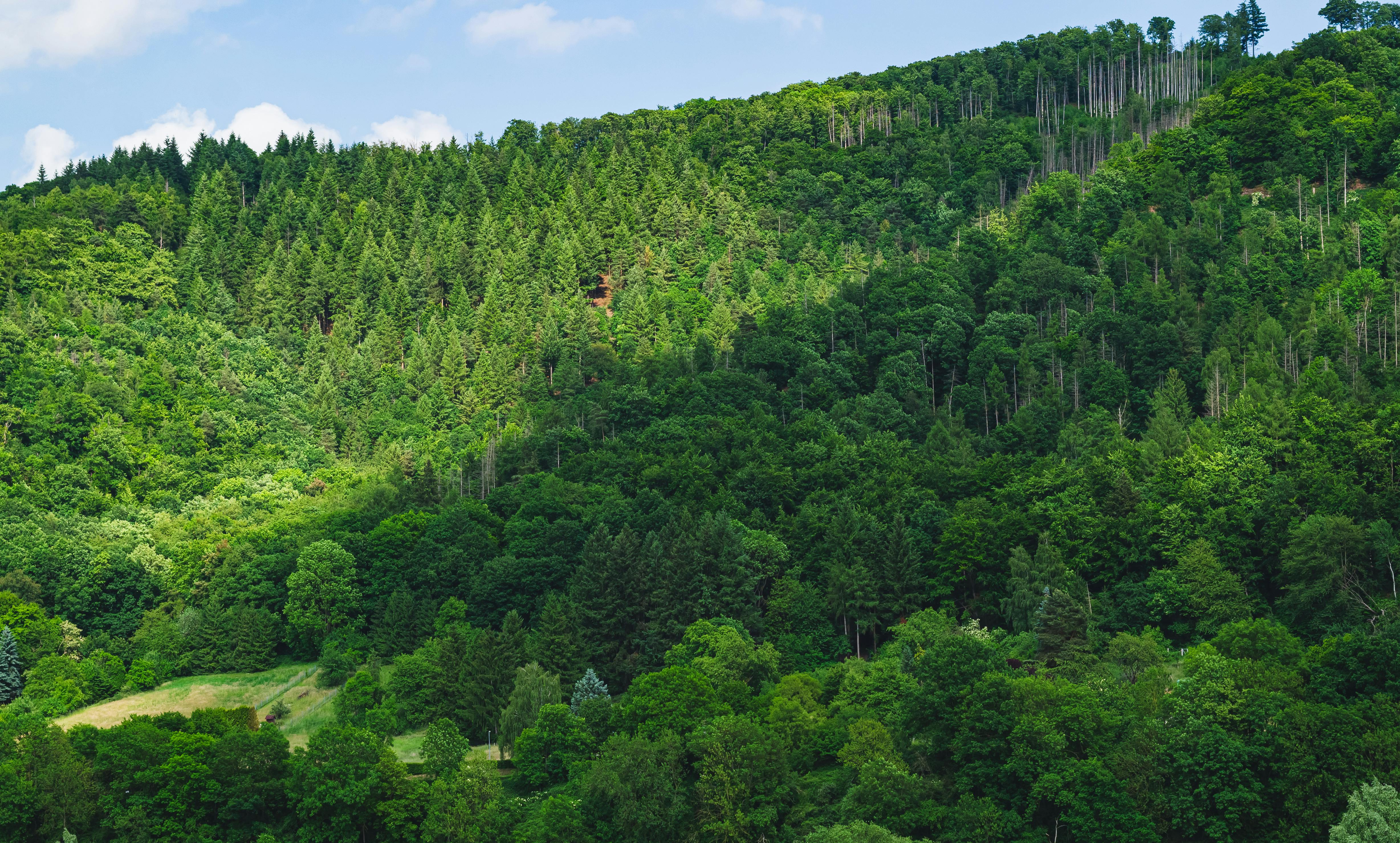 Federal reclassification benefits Vermont medical cannabis program — Photo by Lana Kravchenko on Pexels