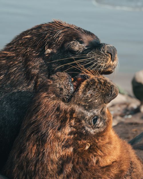 Free Two sea lions playing on the rocky shore of Mar del Plata, Argentina. Stock Photo