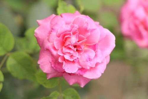 Free A beautiful close-up of a vibrant pink rose in full bloom surrounded by soft green leaves. Stock Photo