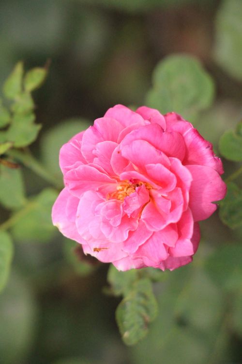 Free Close-up of a pink rose in full bloom with leaves, showcasing vibrant petals and delicate details. Stock Photo