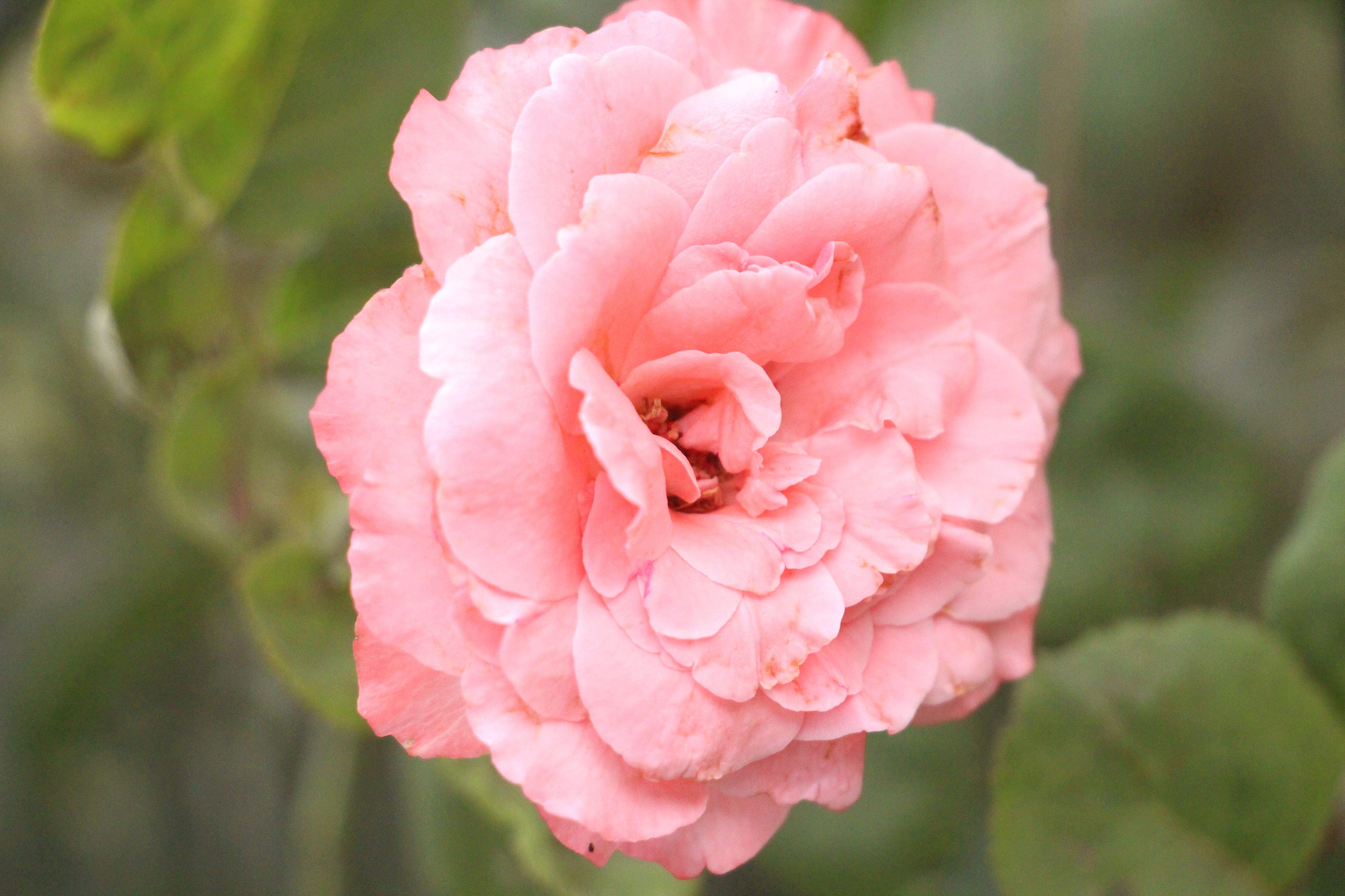 Close-up of a Pink Rose in Bloom · Free Stock Photo