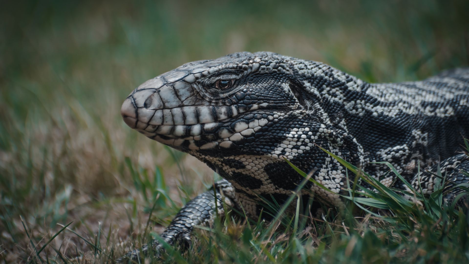 Detailed image of an Argentine black and white tegu resting on grass. Captured in Mar del Plata, Argentina.