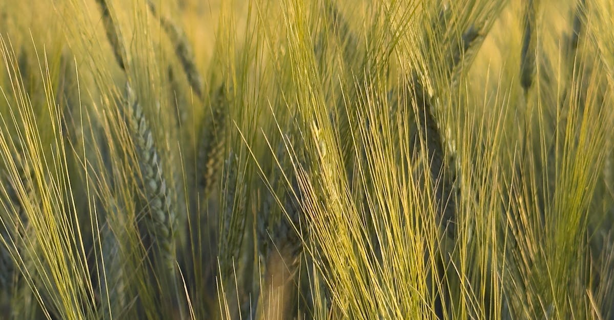 俄羅斯小麥豐收在望 CBOT小麥價格走低引關注