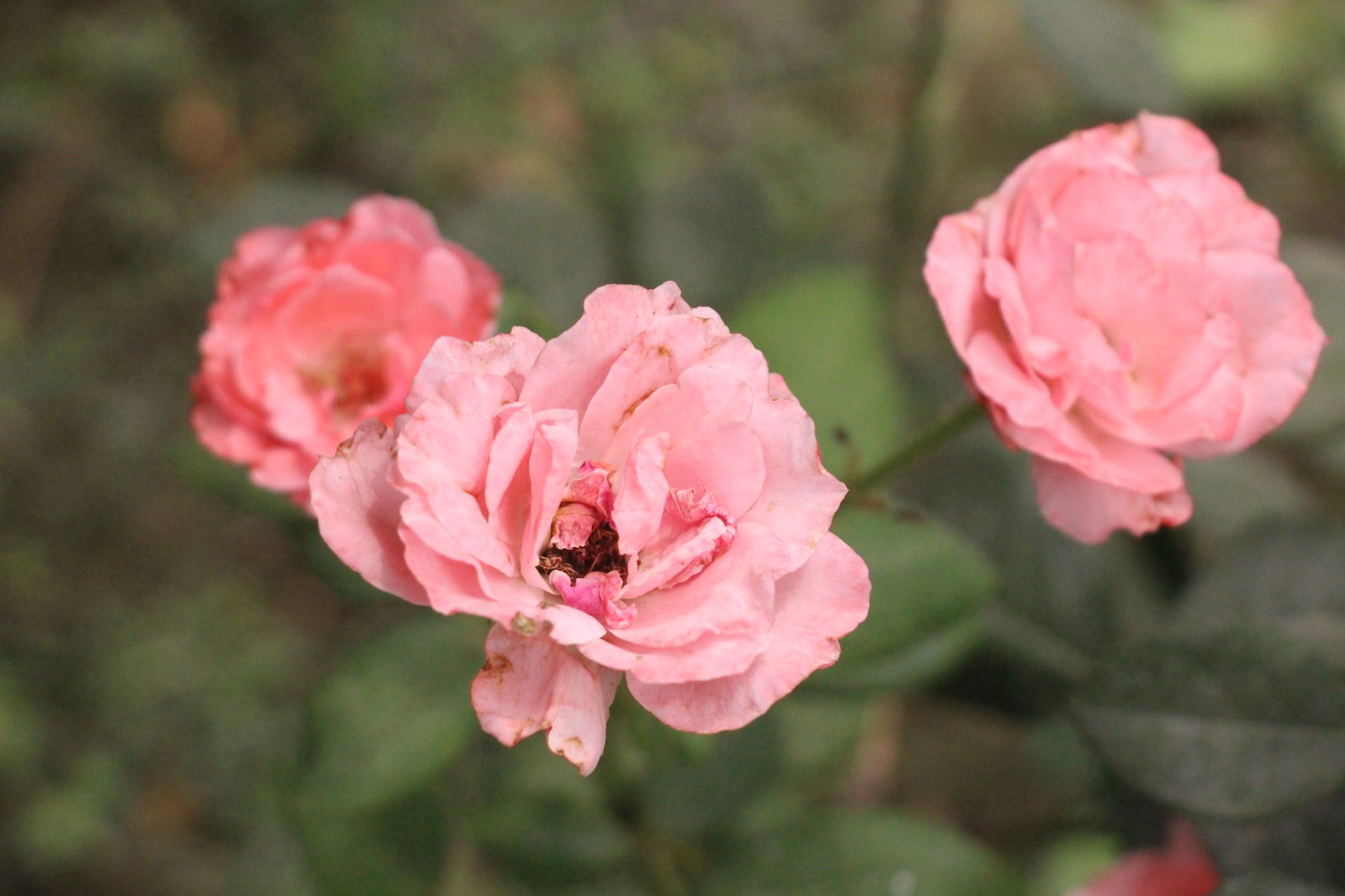 A detailed close-up of beautiful pink roses in full bloom with lush green leaves.