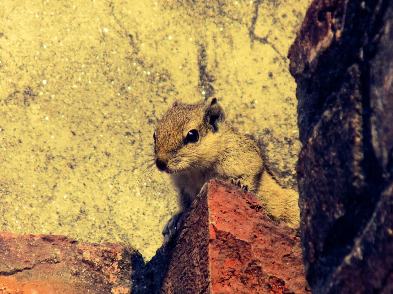 cute squirrel peering out from between rocks in a natural setting sunn